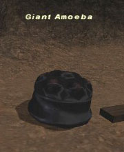 Giant Amoeba Picture