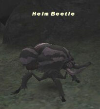 Helm Beetle Picture