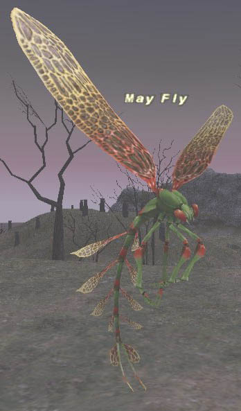 May Fly Picture