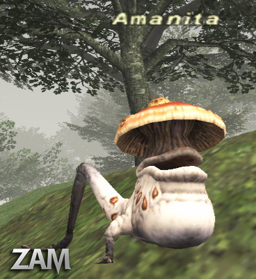 Amanita Picture