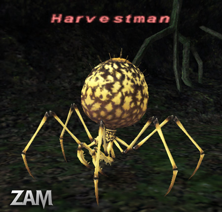 Harvestman Picture