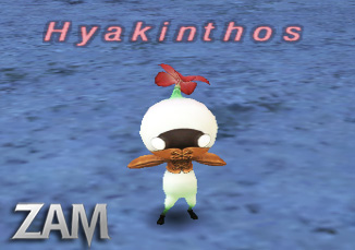 Hyakinthos Picture