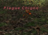 Plague Chigoe Picture