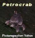 Petrocrab Picture