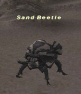 Sand Beetle Picture