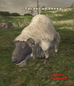 Tavnazian Sheep Picture