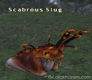 Scabrous Slug Picture