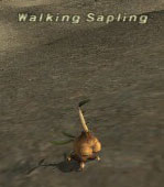 Walking Sapling Picture