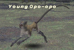 Young Opo-opo Picture