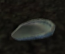 a shiny shell