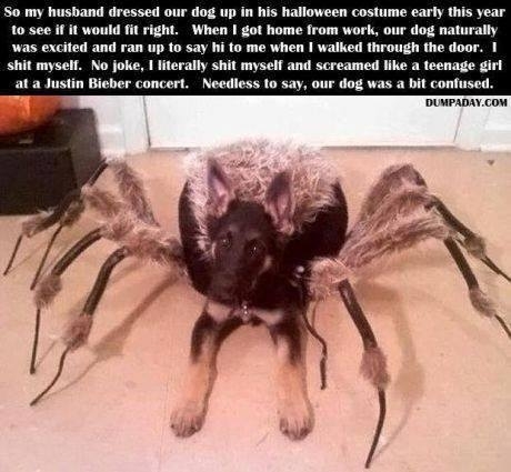 DogSpider