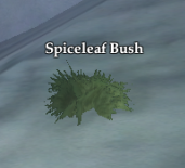 Spiceleaf Bush