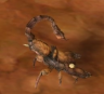 a Desert Scorpion.