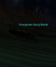 Thumbnail of Overgrown Dung Beetle