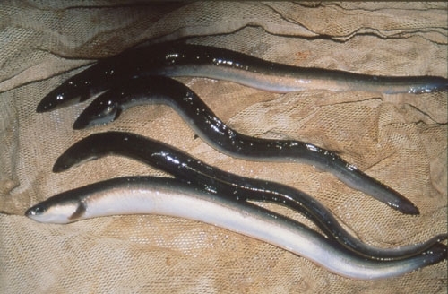 eels