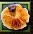 Mushroom Cap of Fate icon
